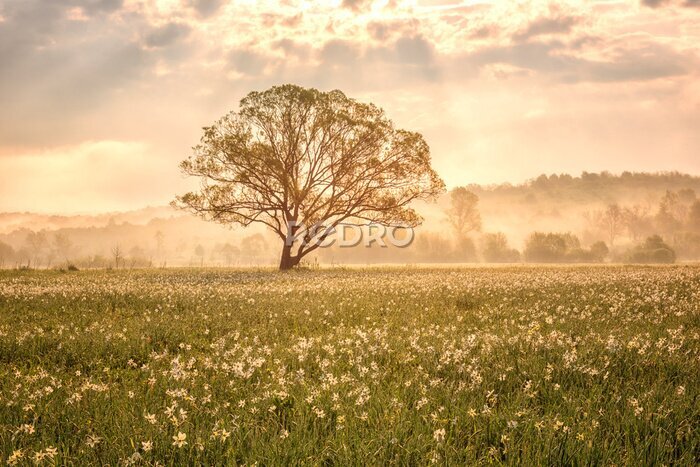 Bild Amazing nature landscape with single tree and flowering meadow of white wild growing narcissus flowers in morning dew at sunrise. Daffodil valley, nature reserve near Khust, Transcarpathia, Ukraine
