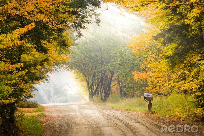Bild Amerika Straße durch Herbstwald