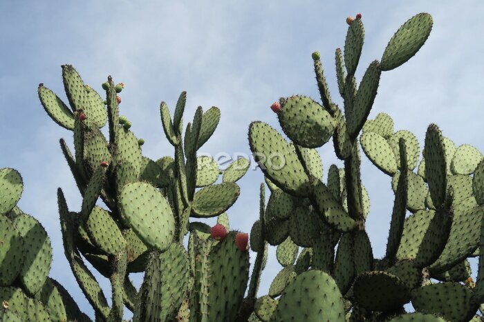 Bild Amerikanischer Kaktus vor dem Hintergrund eines blauen Himmels
