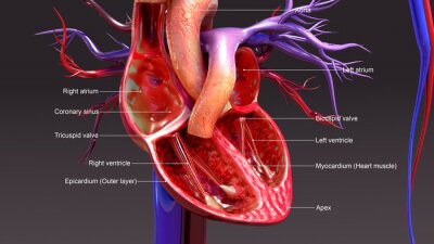 Bild Anatomie des menschlichen Herzens