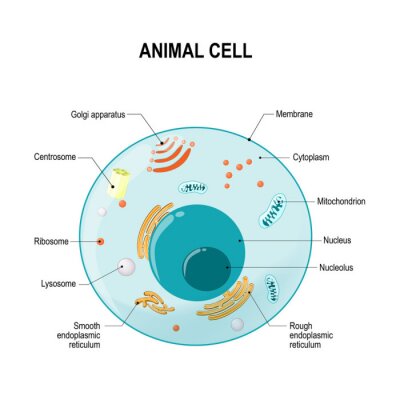 Bild Anatomie einer tierischen Zelle