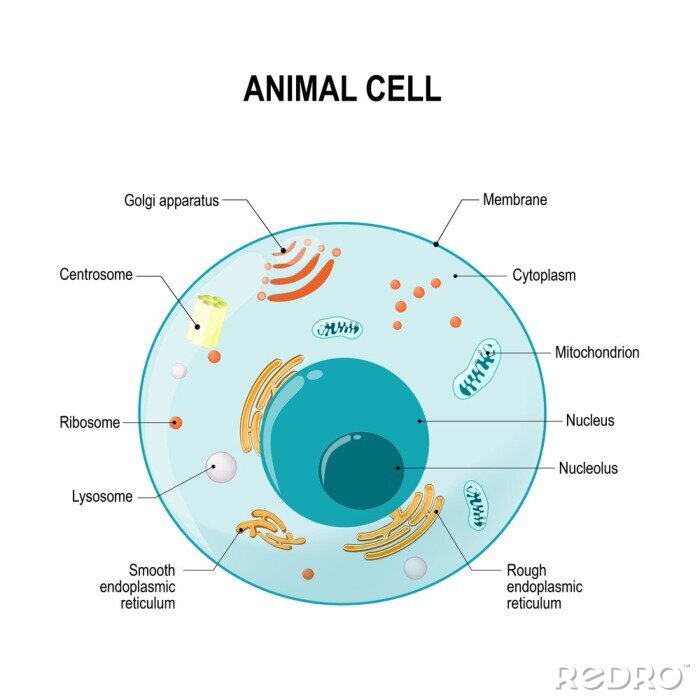 Bild Anatomie einer tierischen Zelle