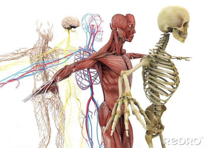 Bild Anatomische Systeme im menschlichen Körper