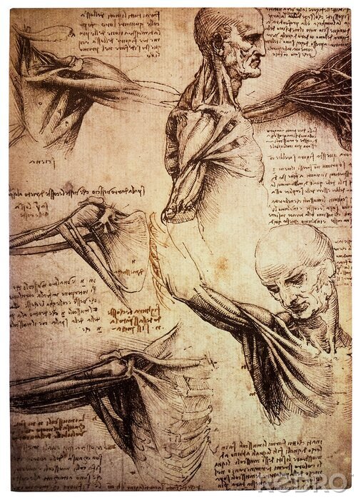 Bild Anatomische Zeichnungen von Leonardo Da Vinci