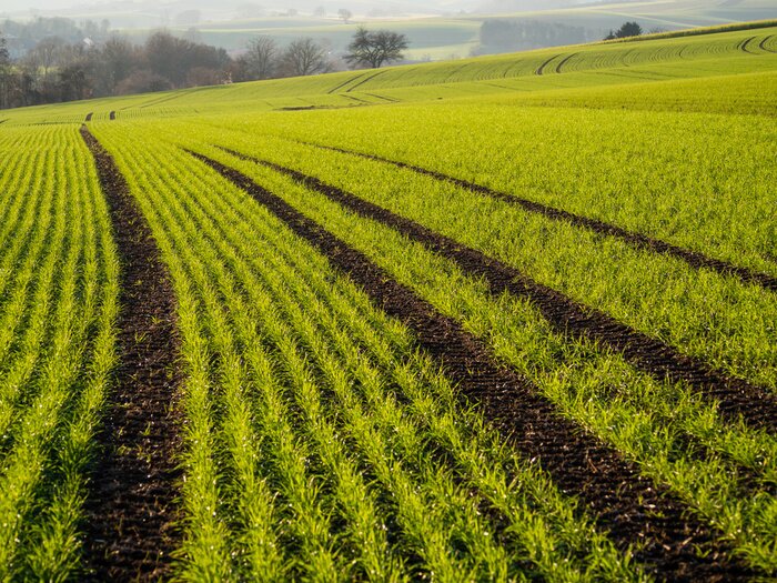 Bild Anbaufeld im Spätwinter