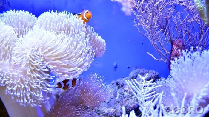 Bild Anemonenfisch und weißes Korallenriff