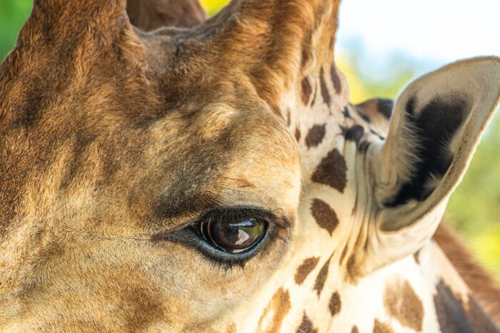 Bild Annäherung an das Auge der Giraffe