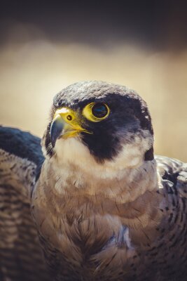 Bild Annäherung an die Augen des Vogels