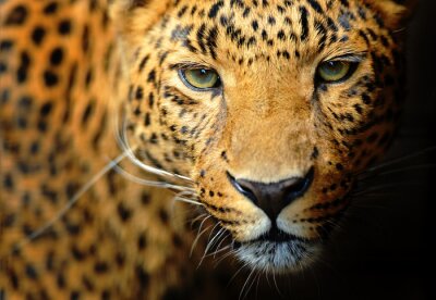 Bild Annäherung an die Schnauze eines Leoparden
