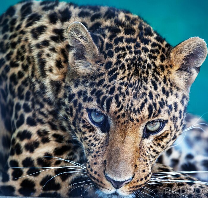 Bild Annäherung auf Leopard