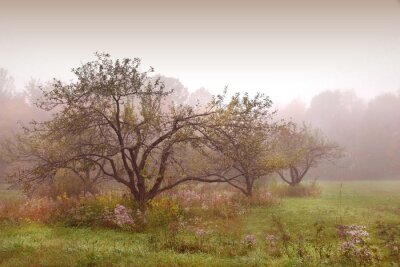 Bild Apfelbäume im Nebel