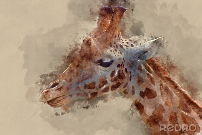 Bild Aquarell-Porträt einer Giraffe