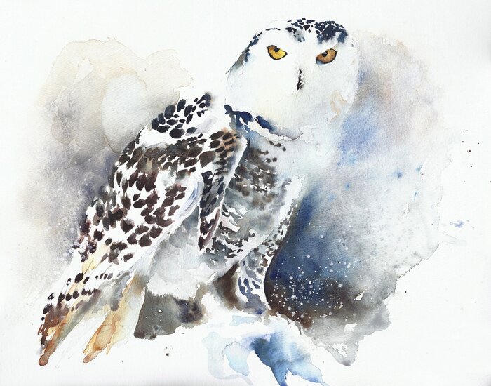 Bild Aquarell weiße Eule