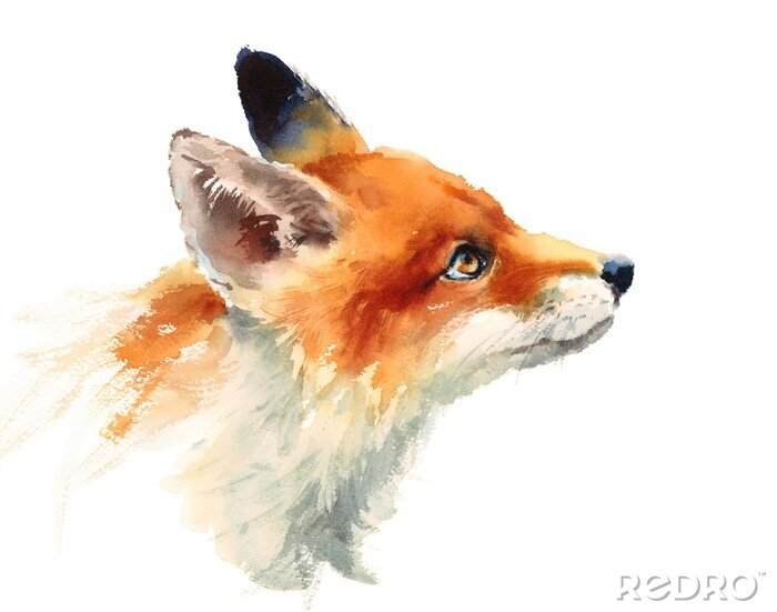 Bild Aquarell Wildtier Red Fox Blick nach oben Seitenansicht Hand gezeichnet Porträt Illustration isoliert auf weißem Hintergrund