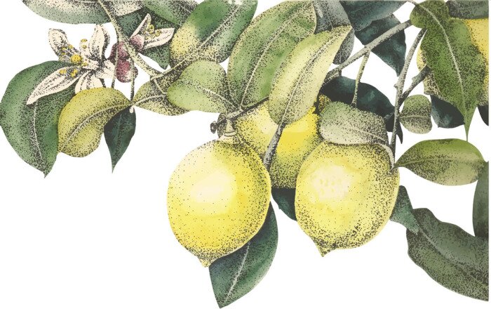 Bild Aquarell Zitronen Vektor