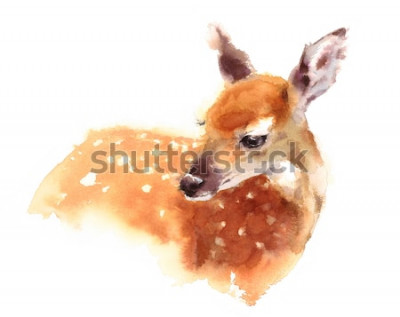 Bild Aquarellporträt eines Rehkitzes auf weißem Hintergrund
