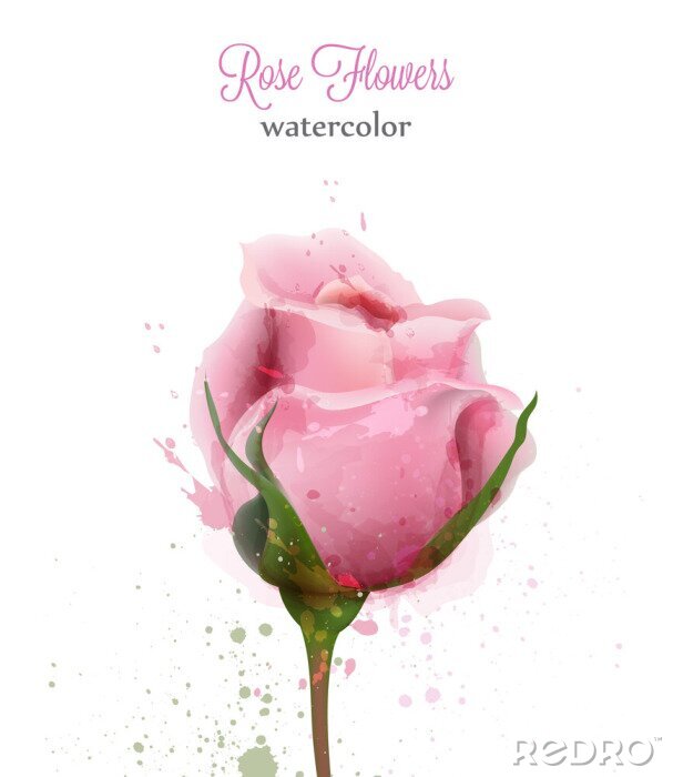 Bild Aquarellrose mit Farbflecken bespritzt