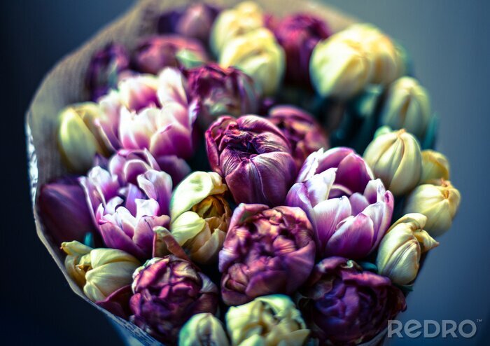 Bild Armvoll bunter Tulpen