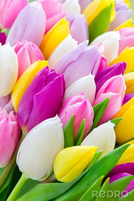 Bild Armvoll farbenfroher Tulpen