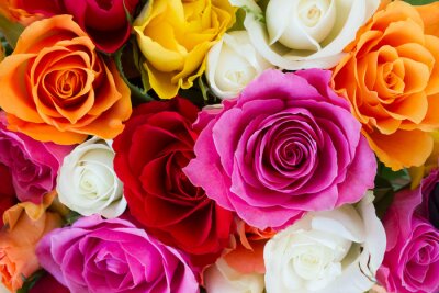 Bild Armvoll farbige Rosen