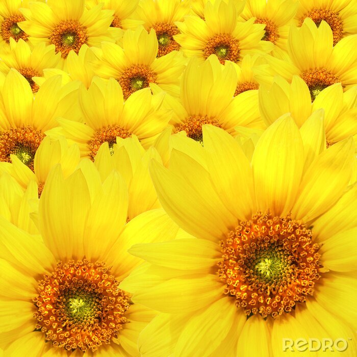 Bild Armvoll gelber Sonnenblumen