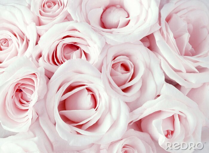 Bild Armvoll rosa Rosen