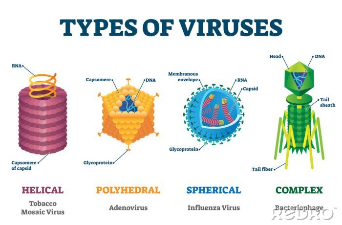 Bild Arten von gesundheitsschädlichen Viren
