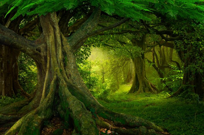 Bild Asiatischer Regenwald