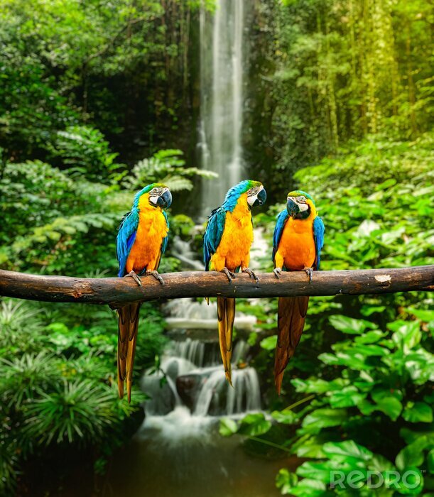 Bild Auf Ast sitzende Tiere