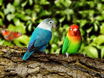 Auf Baum sitzende bunte Papageien