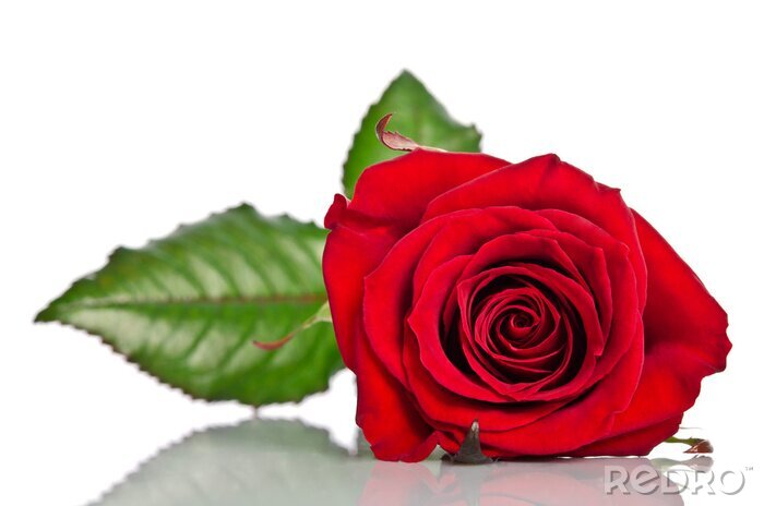 Bild Auf dem Boden liegende Rose