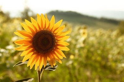 Bild Auf dem Feld wachsende Sonnenblume