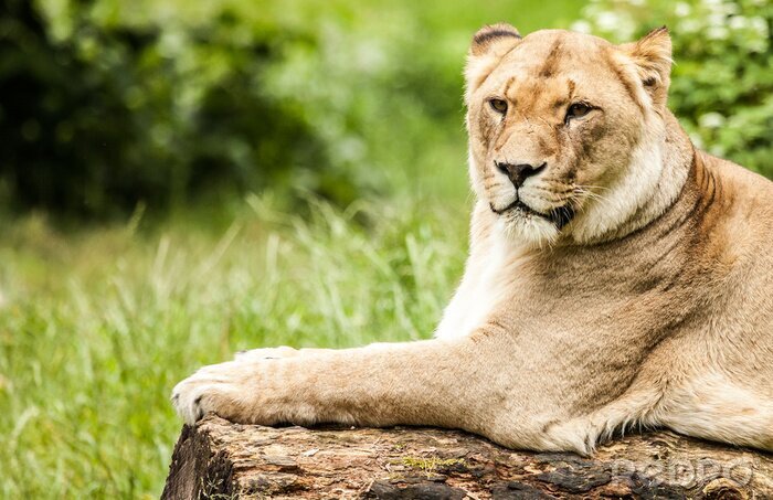 Bild Auf dem Holz liegende Löwin
