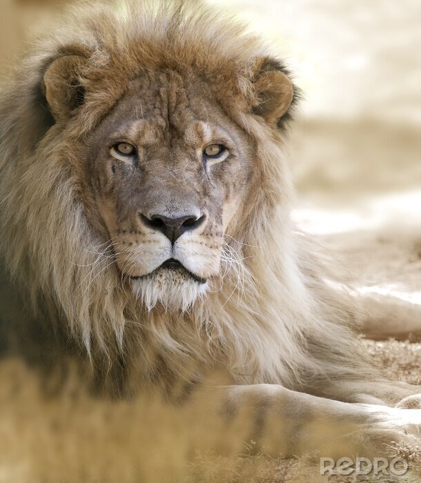 Bild auf dem Sand liegender Löwe