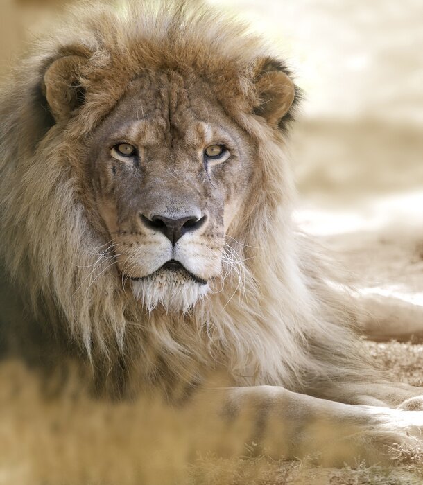 Bild auf dem Sand liegender Löwe