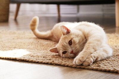 Bild Auf dem Teppich liegende Katze