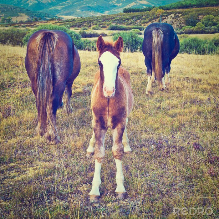 Bild Auf der Wiese grasende Tiere