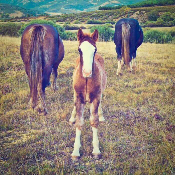 Bild Auf der Wiese grasende Tiere