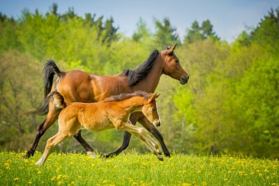 Auf der wiese laufende tiere