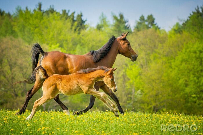 Bild Auf der wiese laufende tiere