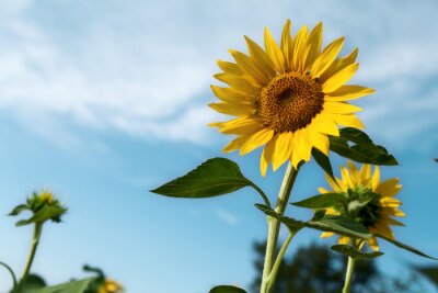 Bild Auf der Wiese wachsende Sonnenblumen