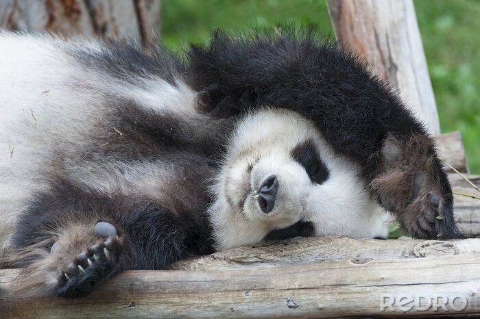 Bild Auf einem Baum schlafender Panda