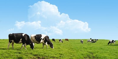 Bild Auf einem grünen Feld weidende Kühe