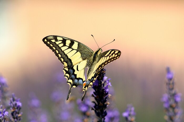 Bild Auf einer Blume sitzendes Insekt