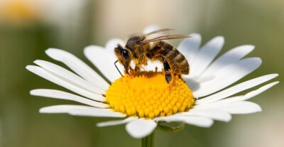 Bild Auf Gänseblümchen sitzende Biene