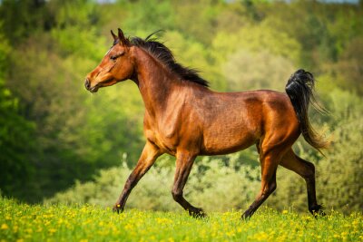 Auf gras laufendes pferd