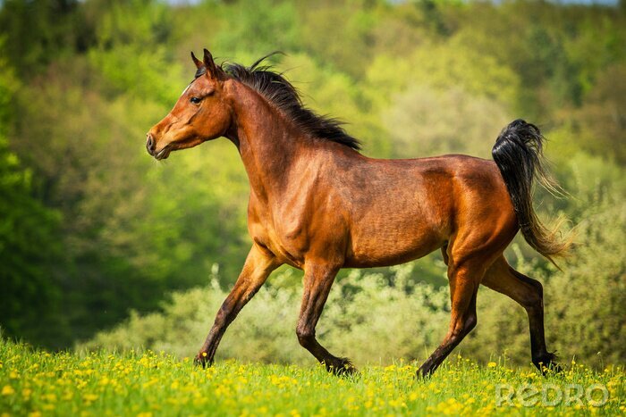 Bild Auf gras laufendes pferd