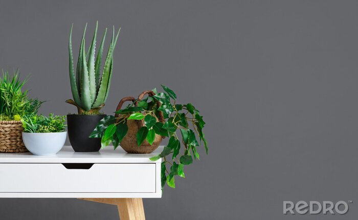 Bild Auf Schreibtisch stehende Pflanzen