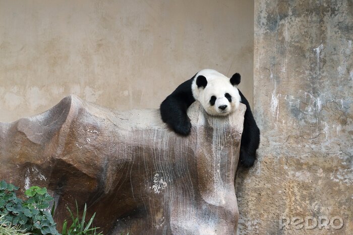 Bild Auf Steinen ruhender Panda