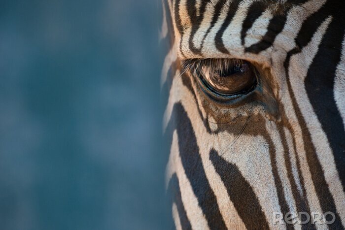 Bild Auge des Zebras aus der Nähe